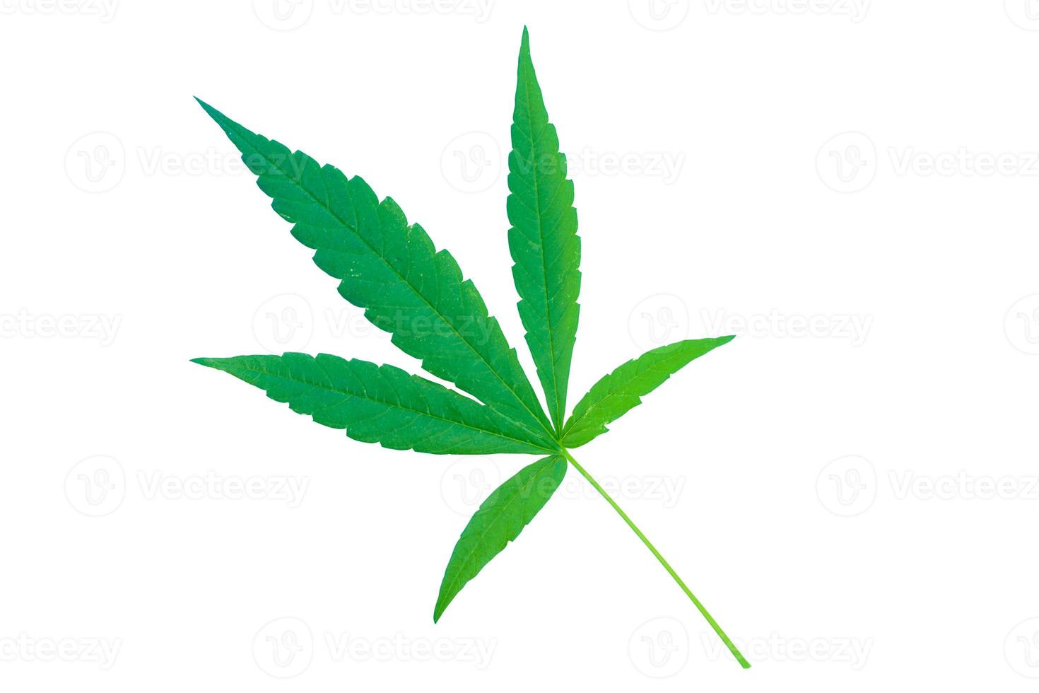 isolated green marijuana leaf on white background. Soft and selective focus. photo