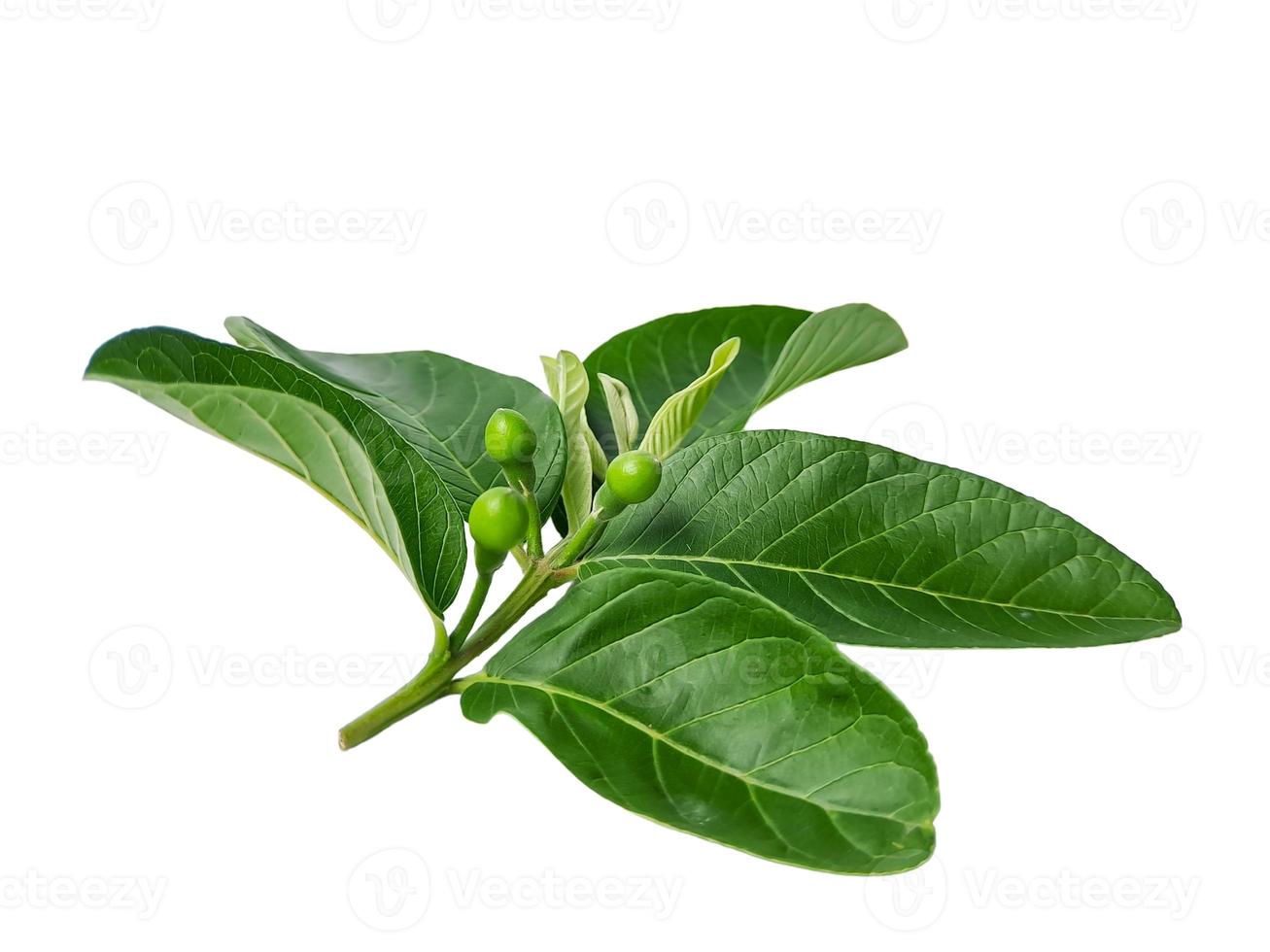 Guava is a common tropical fruit cultivated in many tropical and subtropical areas, Common guava Psidium guava, guava lemon, guava apple photo