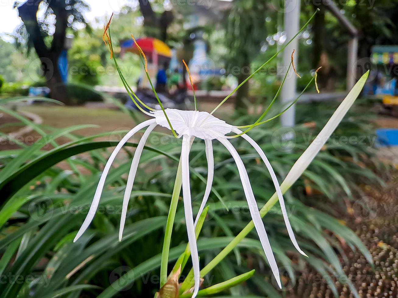 Hymenocallis littoralis or beach spider lily is a species of plant in the genus Hymenocallis, native to the warmer coastal regions of Latin America and widely cultivated. photo