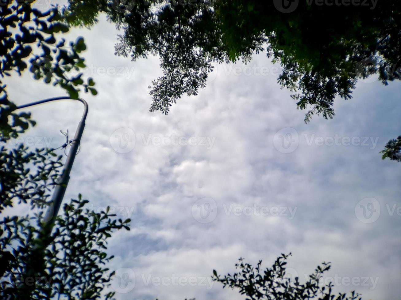 Look up through the shady green trees to the blue sky. suitable backgrounds photo