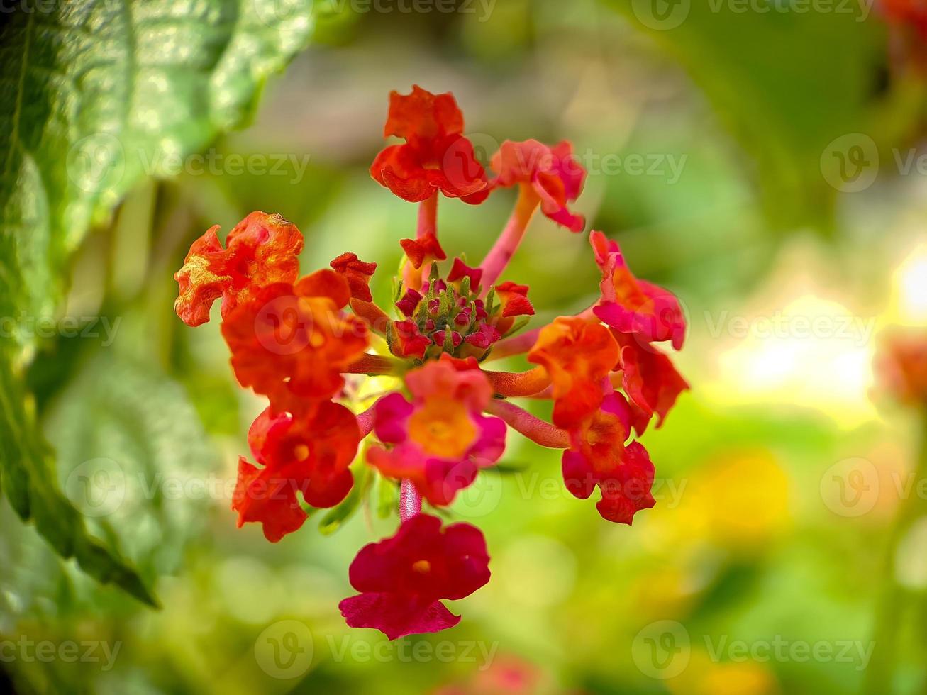 Lantana camara is a species of flowering plant in the verbena family Verbenaceae, native to tropical America. photo