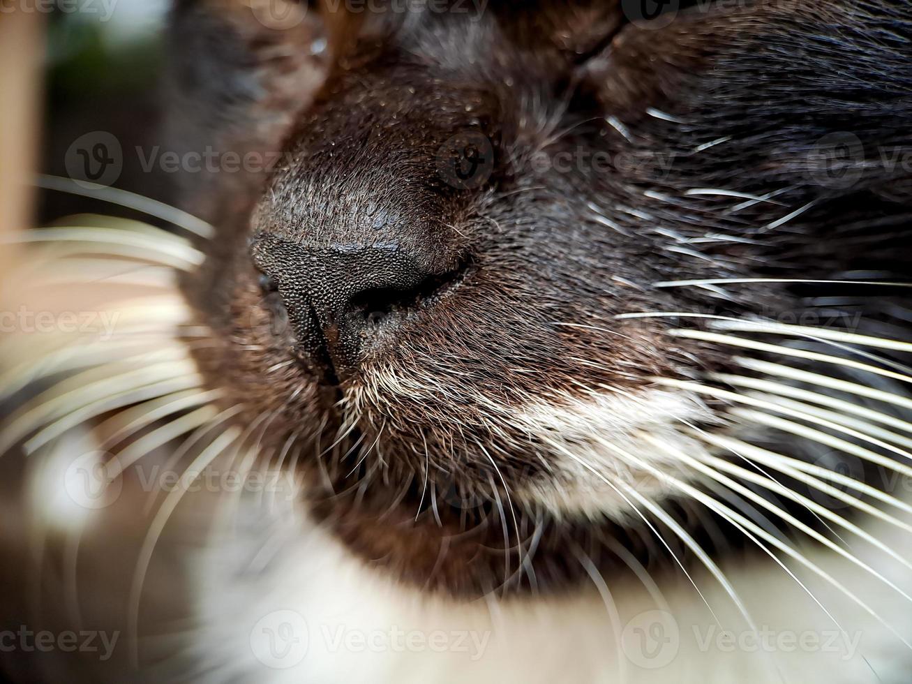 macro of a black and white cat relaxing on the terrace of the house, the texture of the cat's fur is soft and beautiful. photo