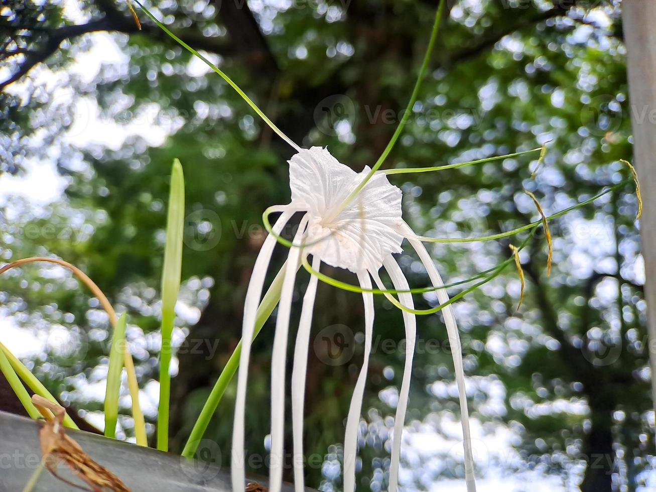 Hymenocallis littoralis or beach spider lily is a species of plant in the genus Hymenocallis, native to the warmer coastal regions of Latin America and widely cultivated. photo