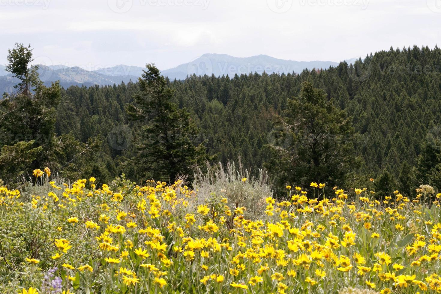 perfect mountain view photo