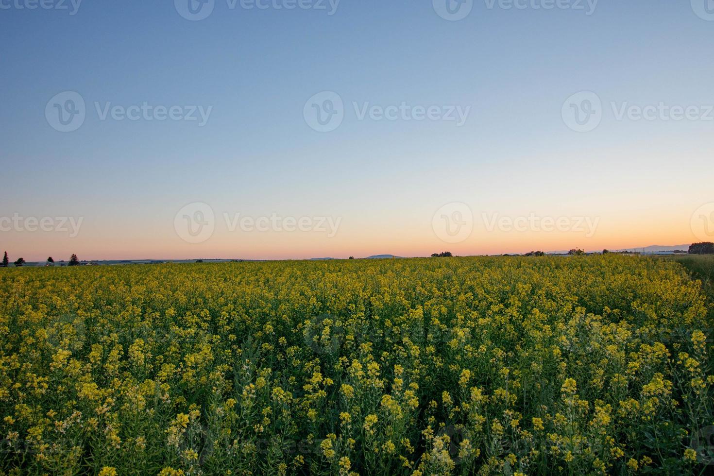 field in the setting sun photo