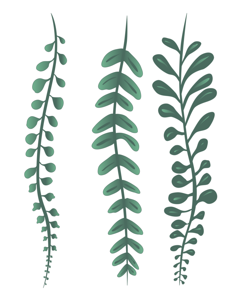 String of Pearls And Succulent Plants Drawing PNG