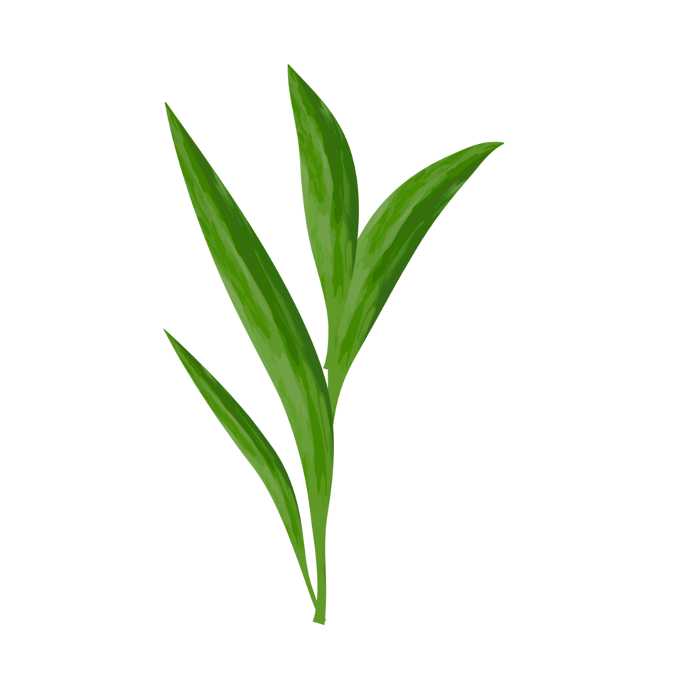 Element Leaf shape PNG transparent