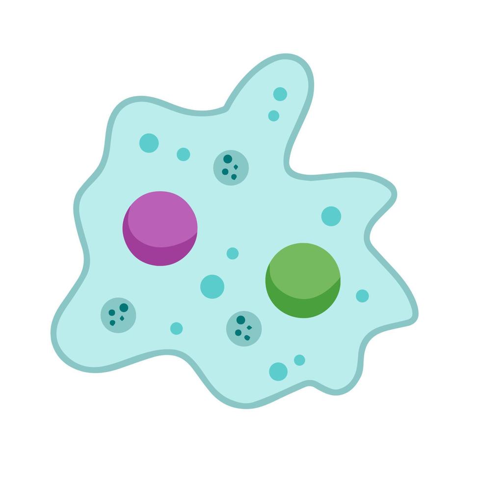Amoeba cell. Small unicellular animal. Virus and bacteria. Education and science. Flat cartoon illustration vector