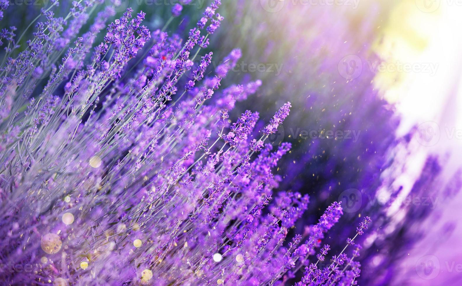 Lavender flower field, blooming purple fragrant lavender flowers. Growing lavender swaying in the wind over the sunset sky. photo