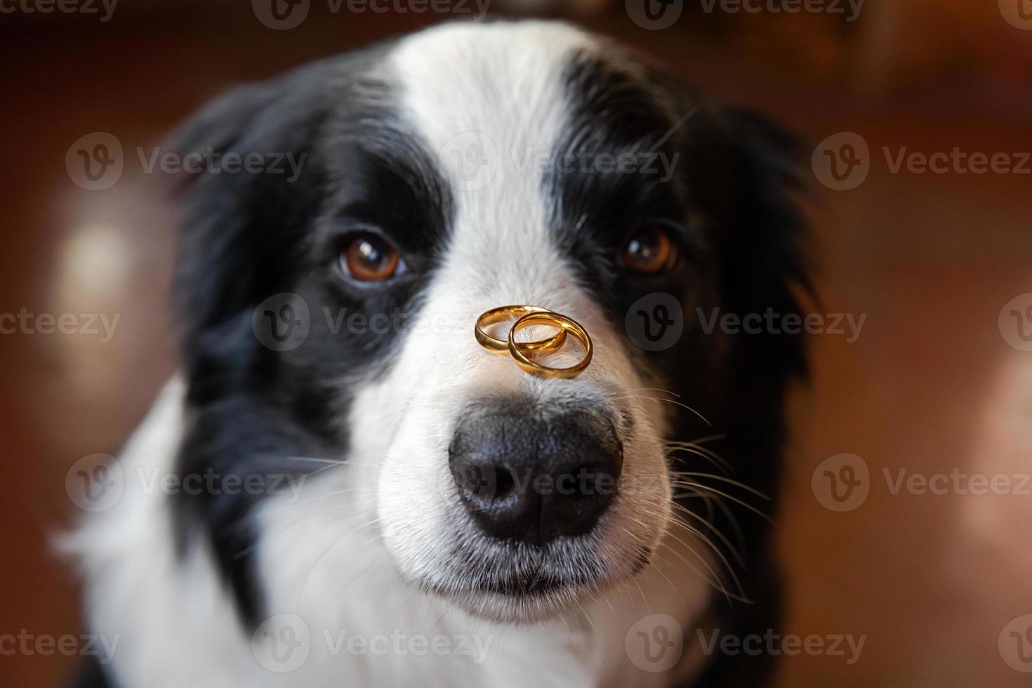 Will you marry me. Funny portrait of cute puppy dog border collie holding two golden wedding rings on nose, close up. Engagement, marriage, proposal concept. photo