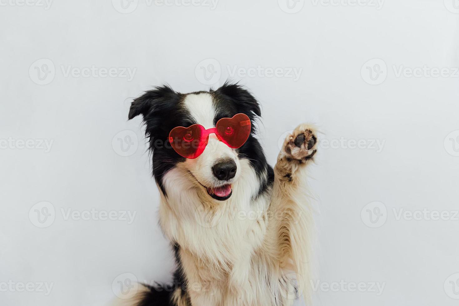 St. Valentine's Day concept. Funny puppy dog border collie in red heart shaped glasses waving paw isolated on white background. Dog in love celebrating valentines day. Love lovesick romance postcard. photo