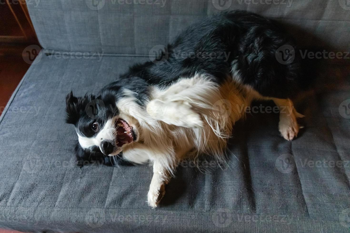 lindo cachorro border collie acostado jugando con cara divertida en el sofá en casa en el interior. perro mascota descansando listo para dormir en un cómodo sofá. cuidado de mascotas y concepto de animales. perro emocional divertido. foto