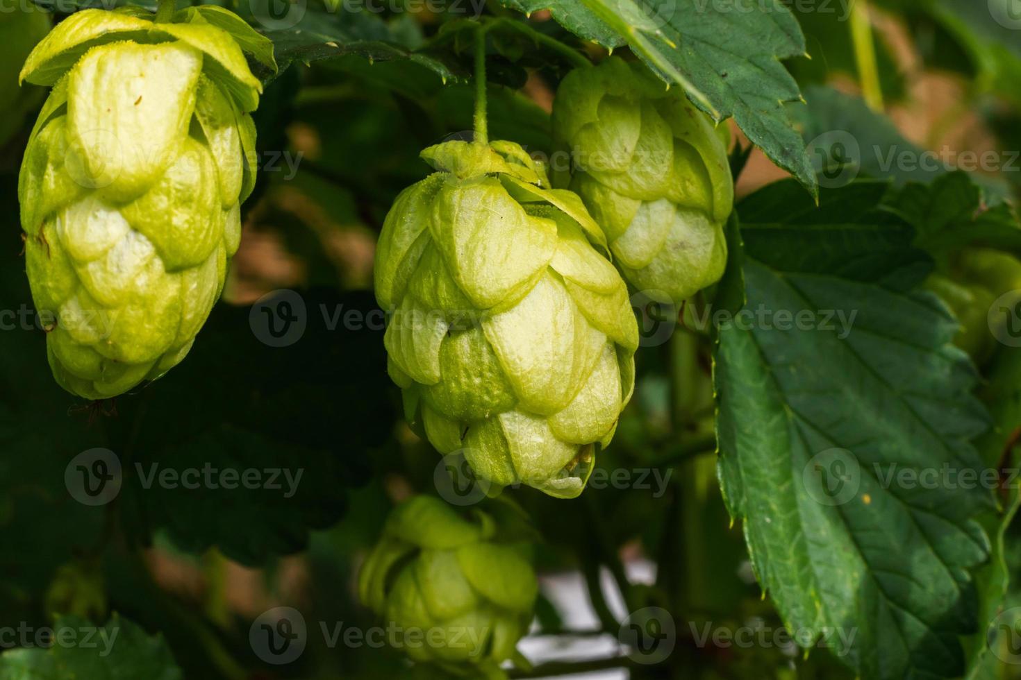Farming and agriculture concept. Green fresh ripe organic hop cones for making beer and bread, close up. Fresh hops for brewing production. Hop plant growing in garden or farm. photo