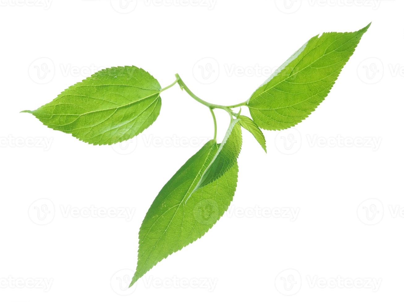 Green leaves on white background. photo