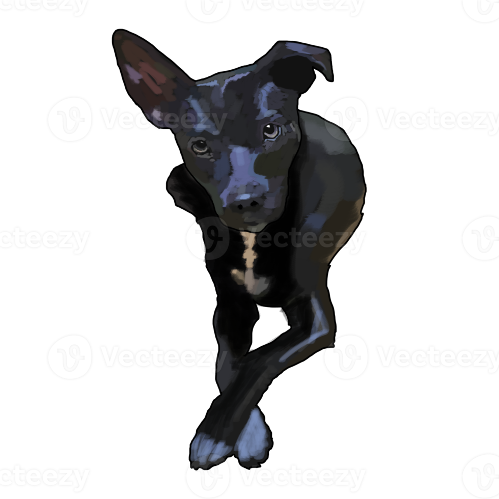 black dog, dog day png