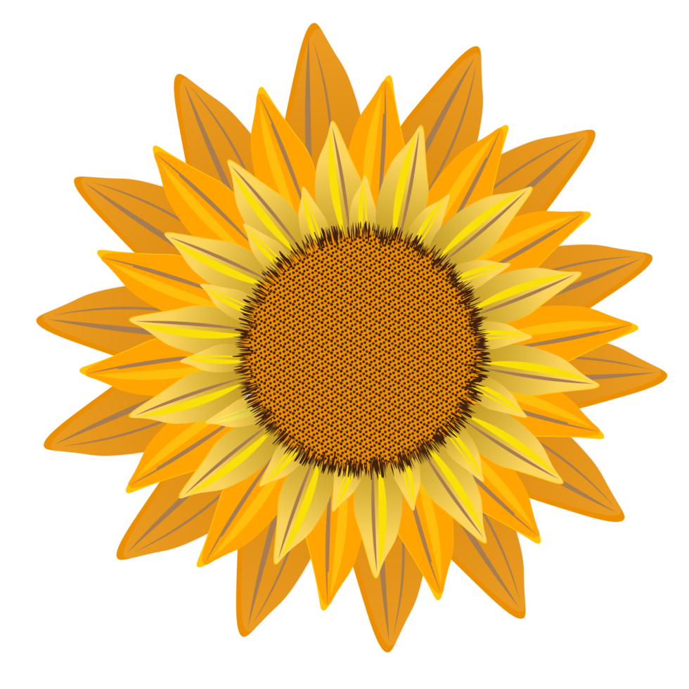zonnebloem Aan PNG achtergrond