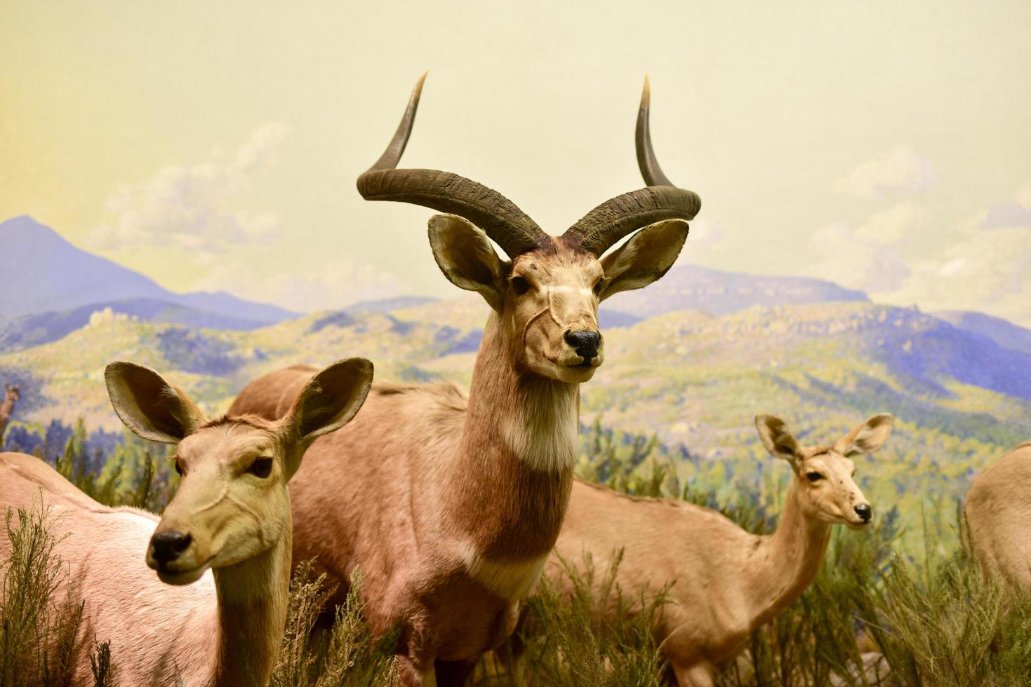 New York, USA - January 29, 2017 -  Antelope model at the American museum of Natural History. It is one of the the largest museums in the world. photo