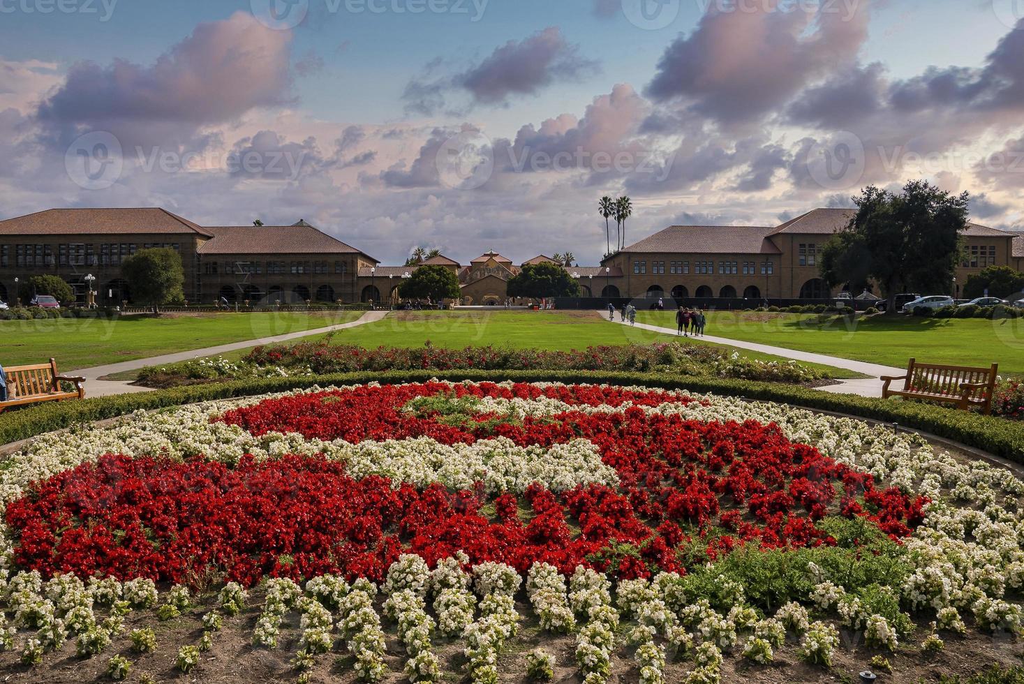 Beautiful flowers growing in garden at Stanford University campus photo