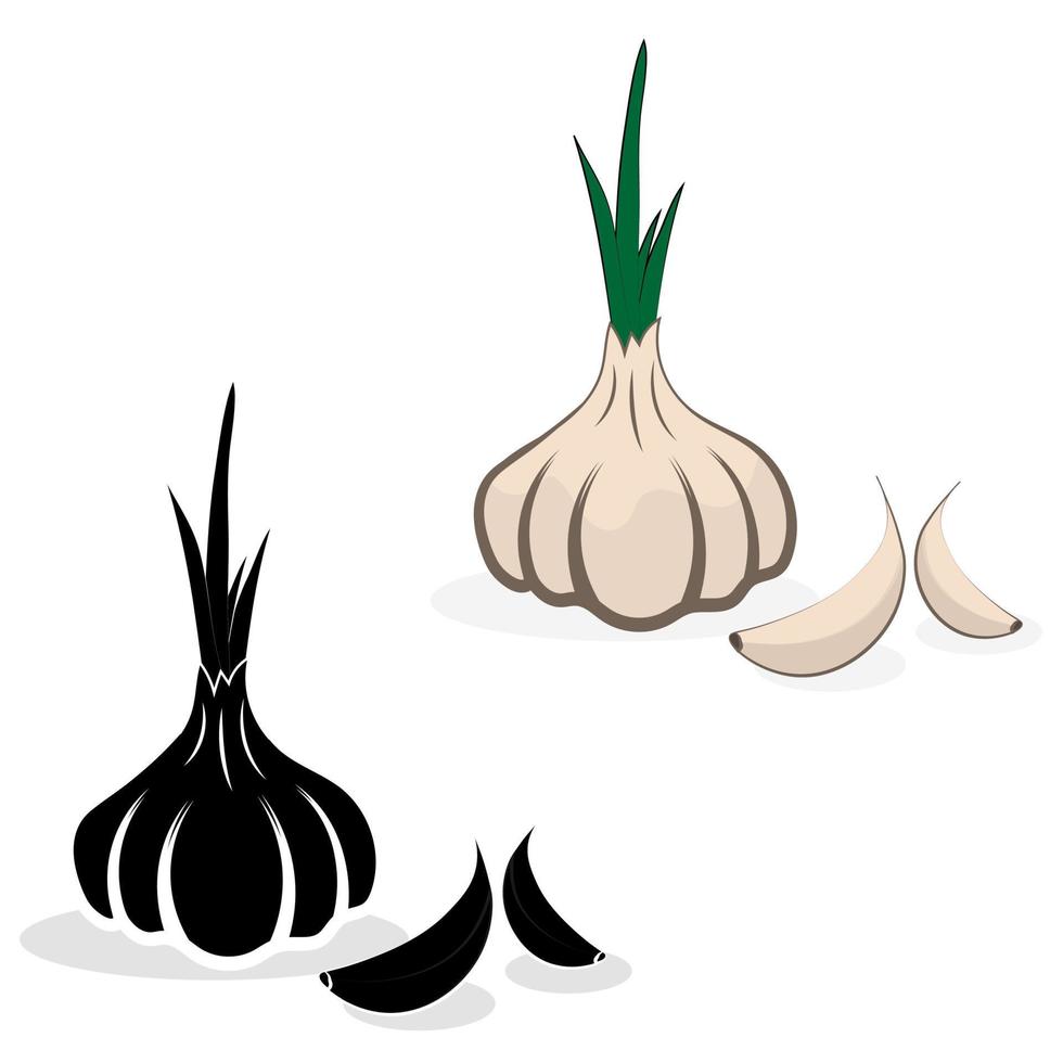 illustration of garlic in color and BW vector