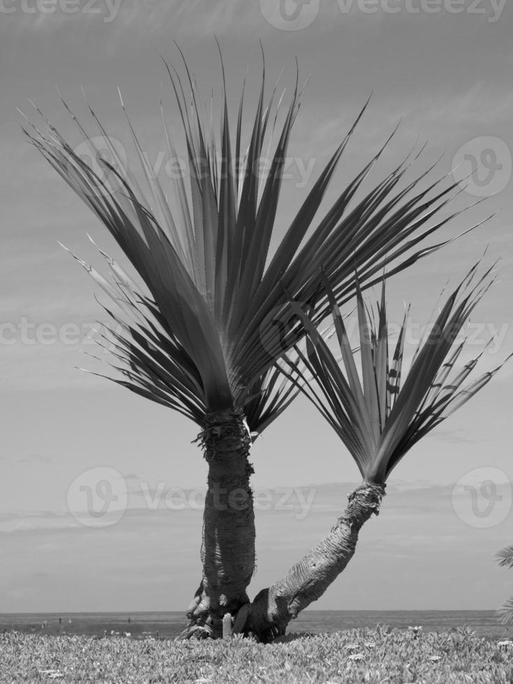 tenerife island in spain photo