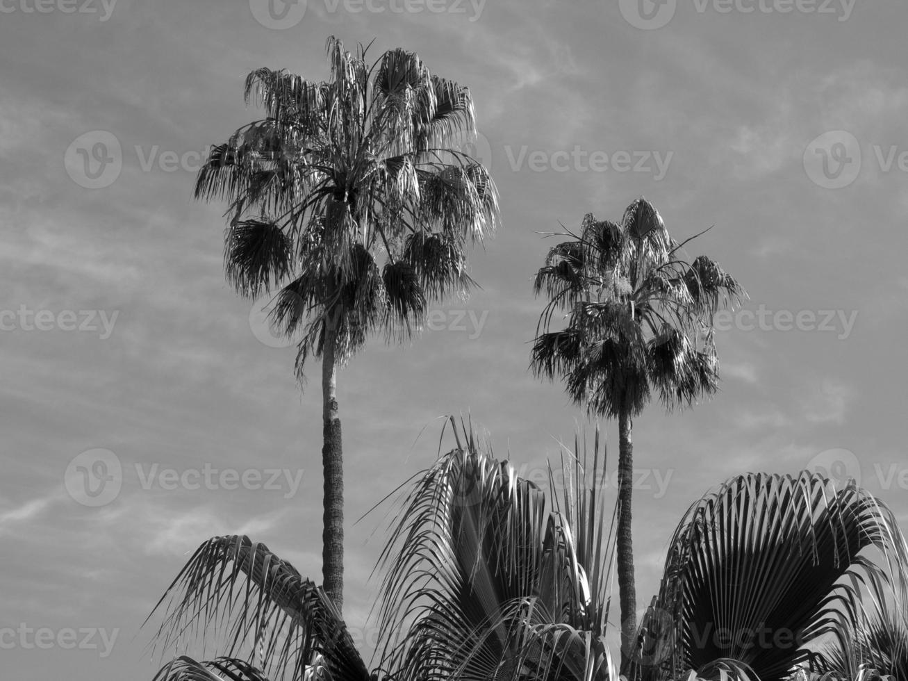 the island of tenerife photo