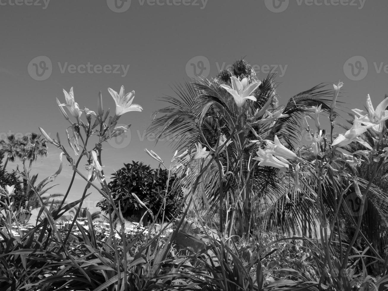 the island of tenerife photo