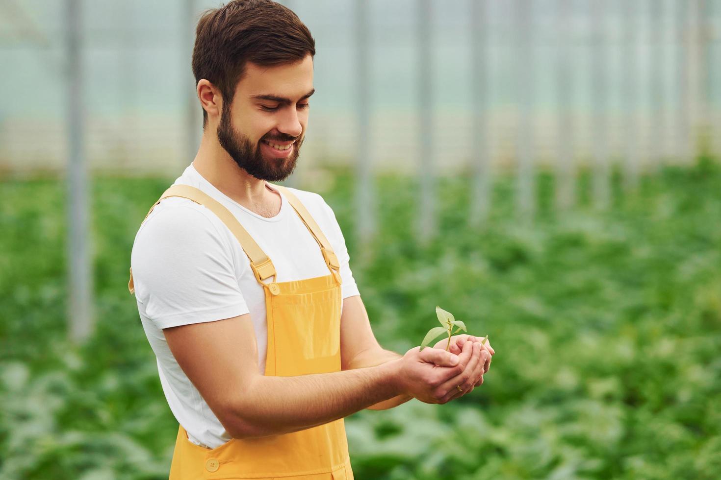 Holding plant in hands. Young greenhouse worker in yellow uniform have job inside of hothouse photo