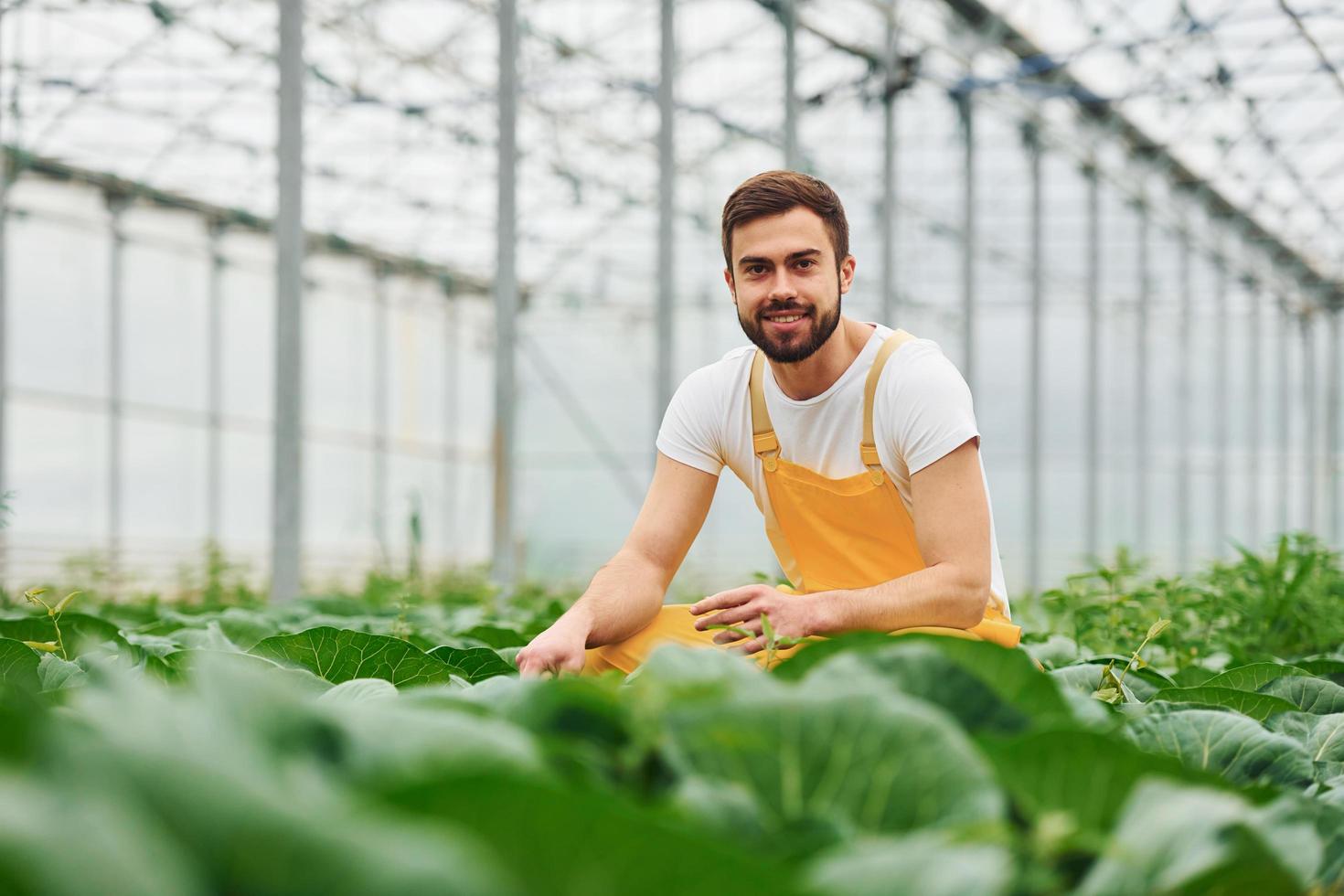 Taking care of cabbage. Young greenhouse worker in yellow uniform have job inside of hothouse photo