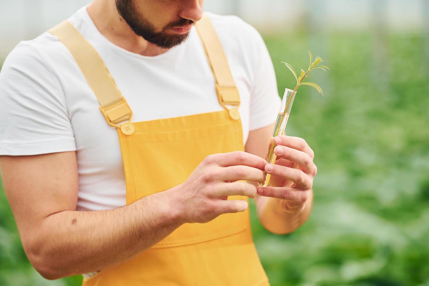 Plant inside of test tube with water. Young greenhouse worker in yellow uniform have job inside of hothouse photo