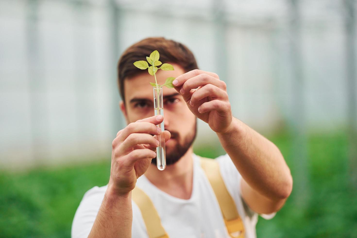 Plant inside of test tube with water. Young greenhouse worker in yellow uniform have job inside of hothouse photo