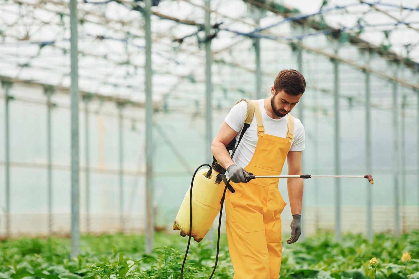 joven trabajador de invernadero en plantas de riego uniformes amarillas usando equipo especial dentro del invernadero foto