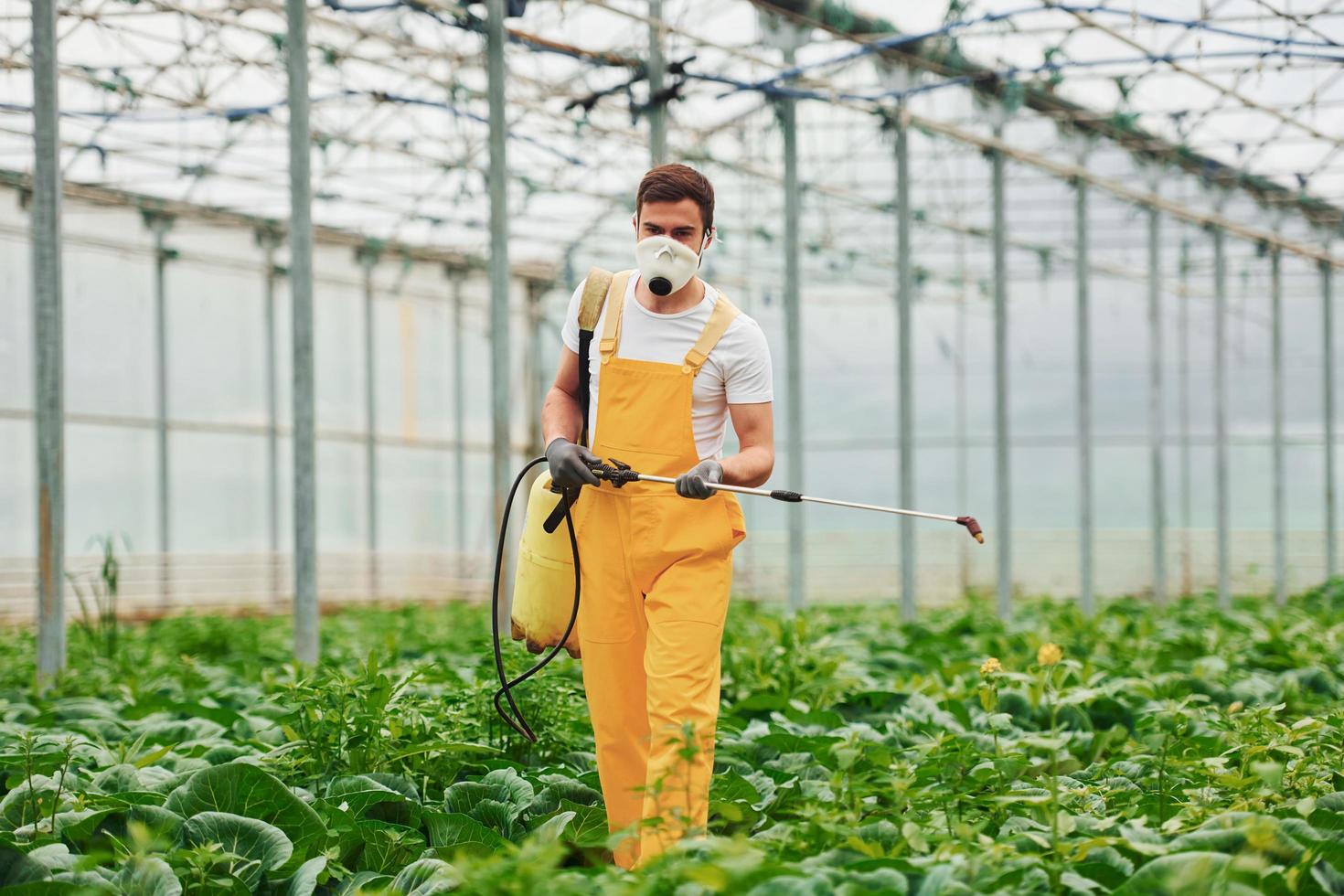 Young greenhouse worker in yellow uniform and white protective mask watering plants by using special equipment inside of hothouse photo