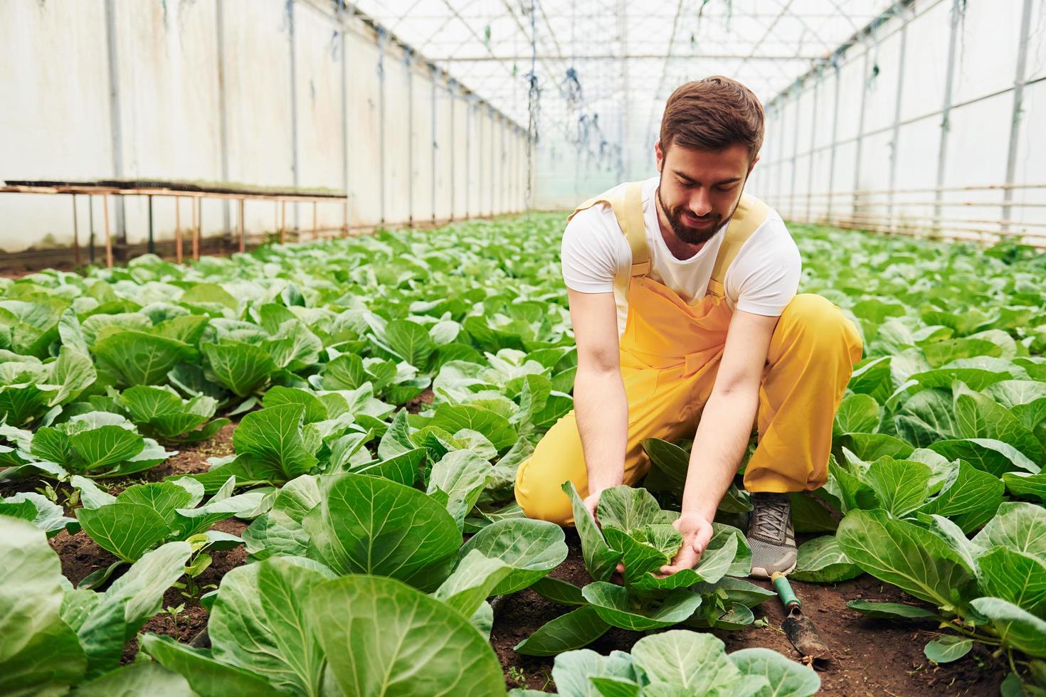 Taking care of cabbage. Young greenhouse worker in yellow uniform have job inside of hothouse photo
