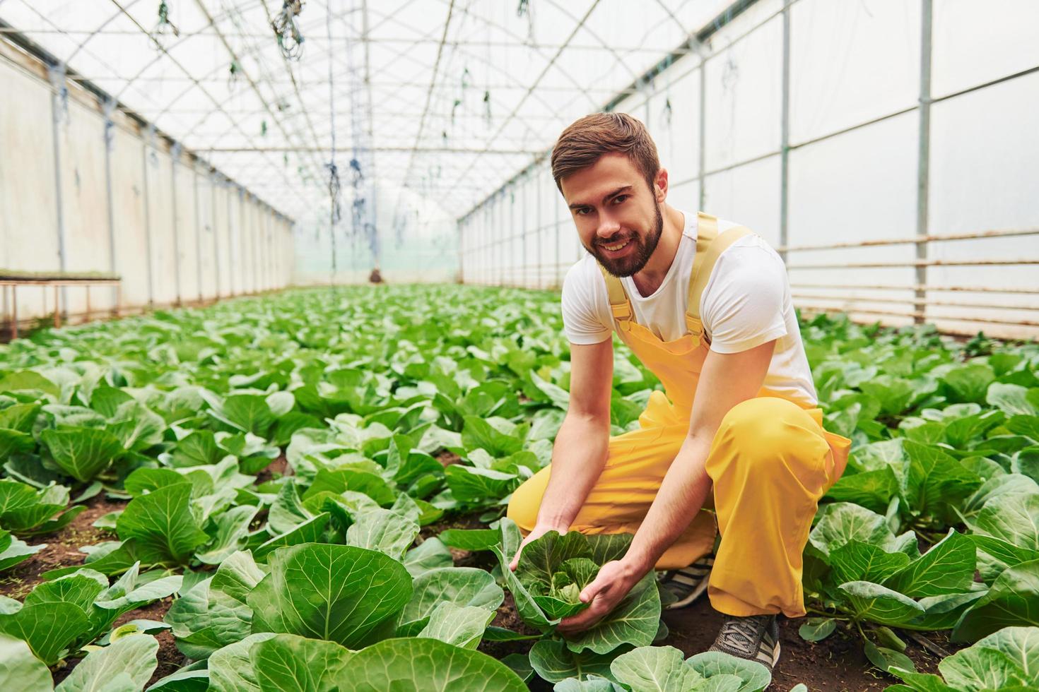 Taking care of cabbage. Young greenhouse worker in yellow uniform have job inside of hothouse photo