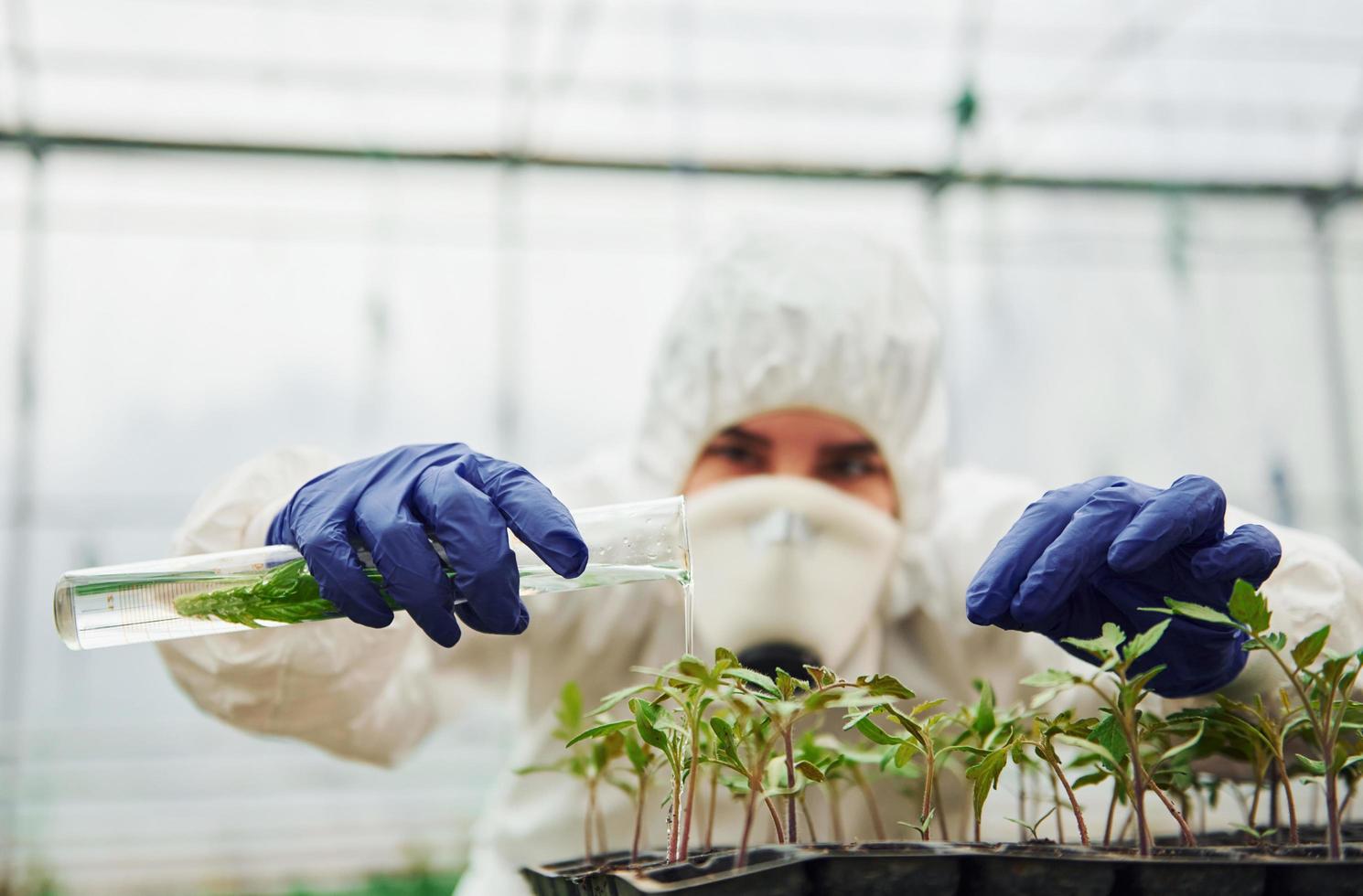 Young greenhouse female worker in full white protective uniform watering plants by using test tube in hothouse photo