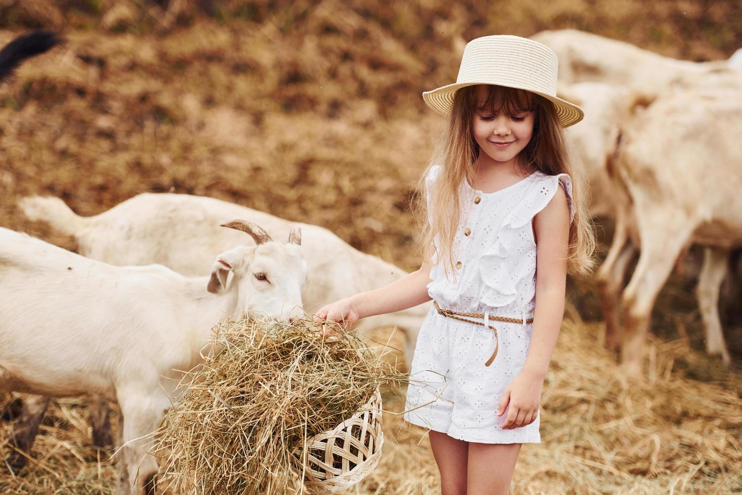 Little girl in white clothes is on the farm at summertime outdoors with goats photo