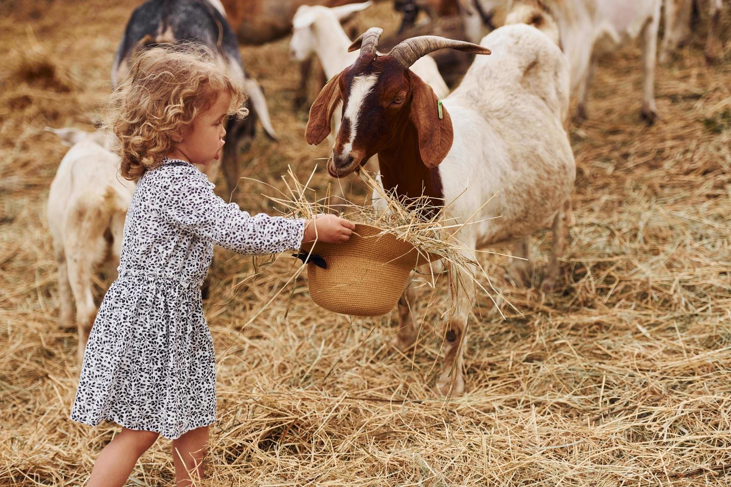 Feeding goats. Little girl in blue clothes is on the farm at summertime outdoors photo