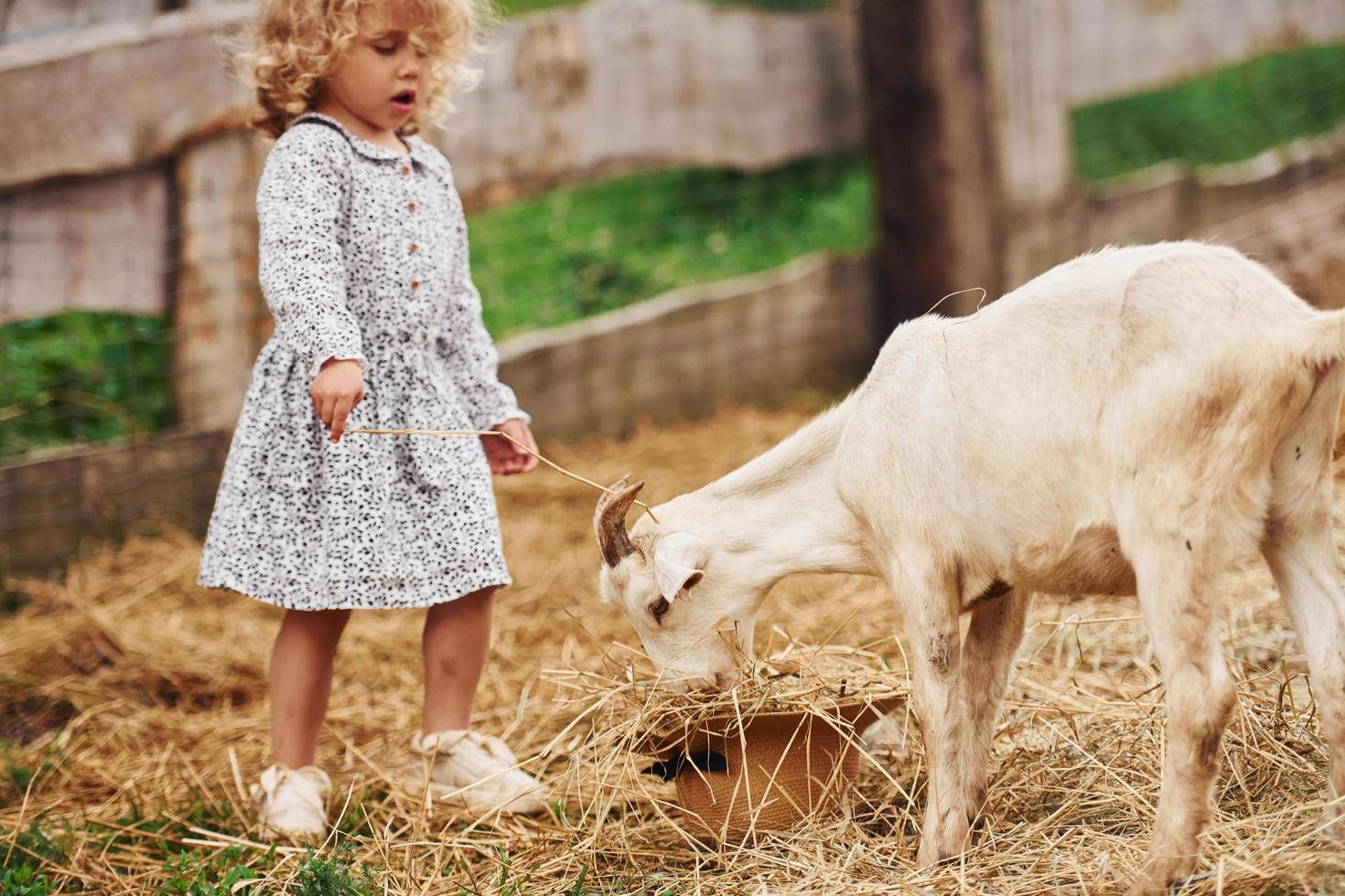 Feeding goats. Little girl in blue clothes is on the farm at summertime outdoors photo