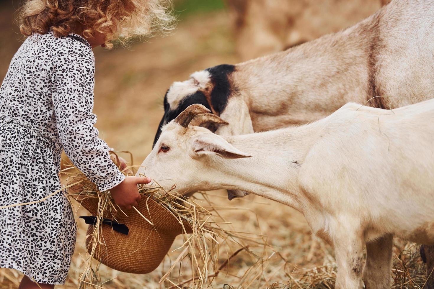 Feeding goats. Little girl in blue clothes is on the farm at summertime outdoors photo