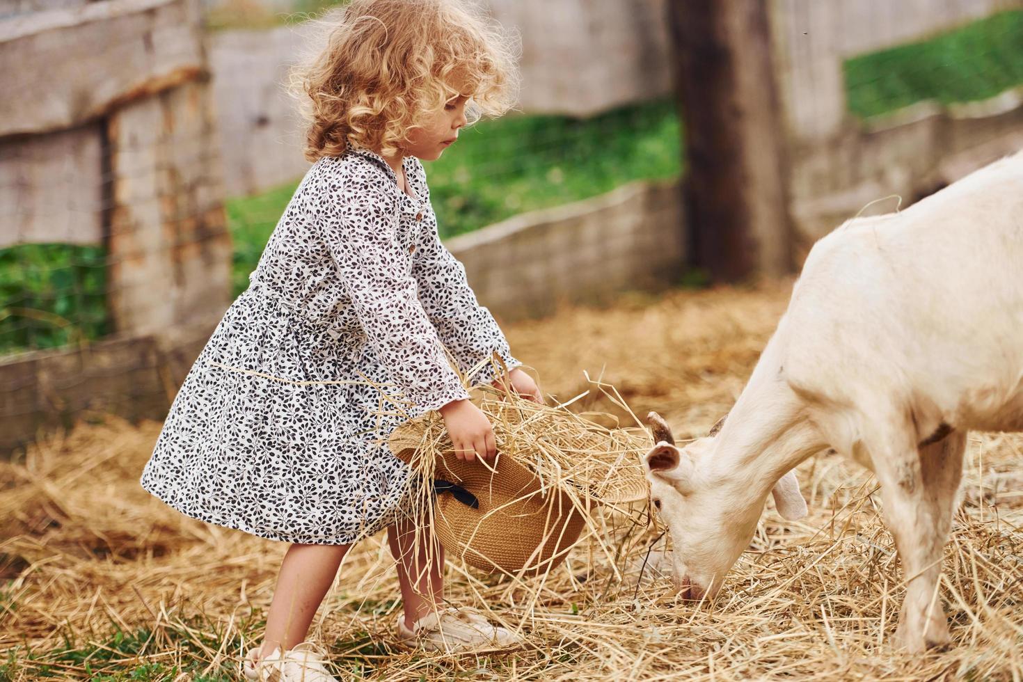 Feeding goats. Little girl in blue clothes is on the farm at summertime outdoors photo