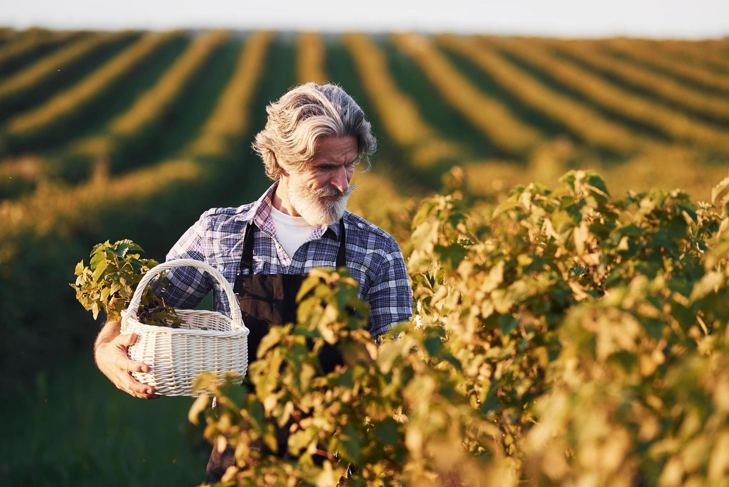 Portrait of senior stylish man with grey hair and beard on the agricultural field with harvest photo