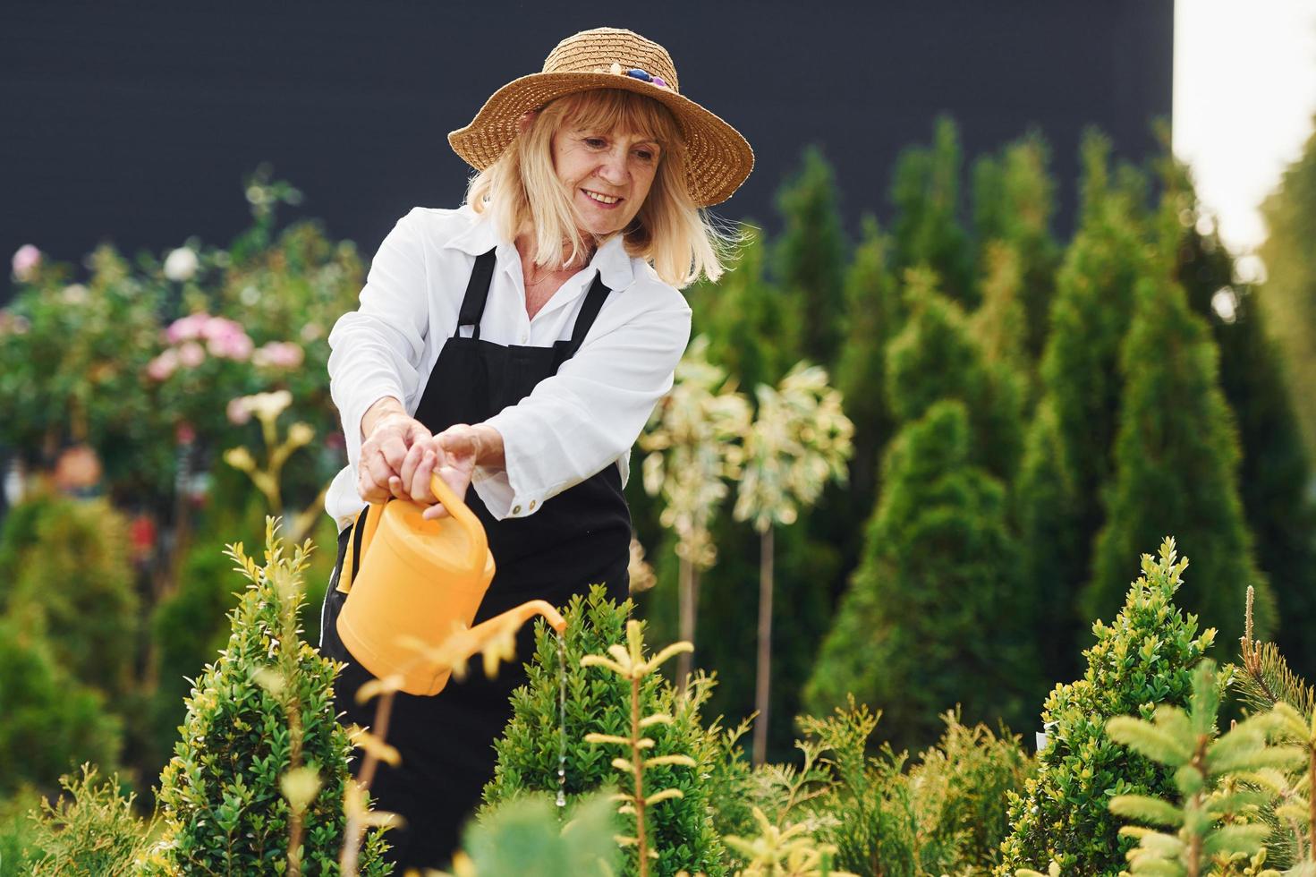 usando una regadera de color amarillo. la anciana está en el jardín durante el día. concepción de las plantas y las estaciones foto