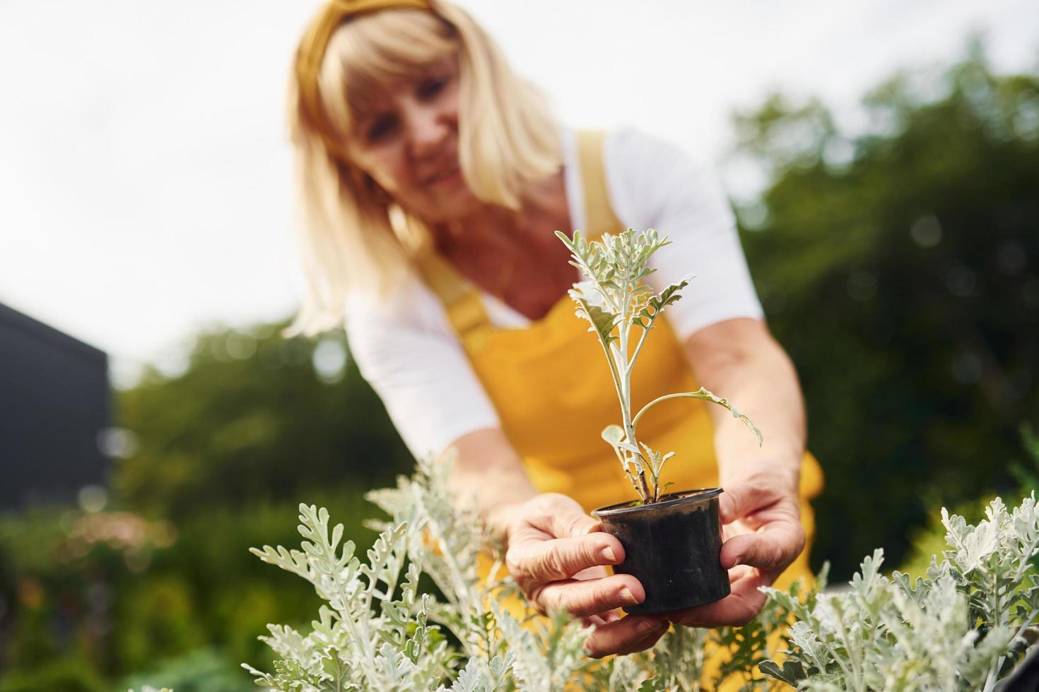 Work day. In yellow colored uniform. Senior woman is in the garden at daytime. Conception of plants and seasons photo