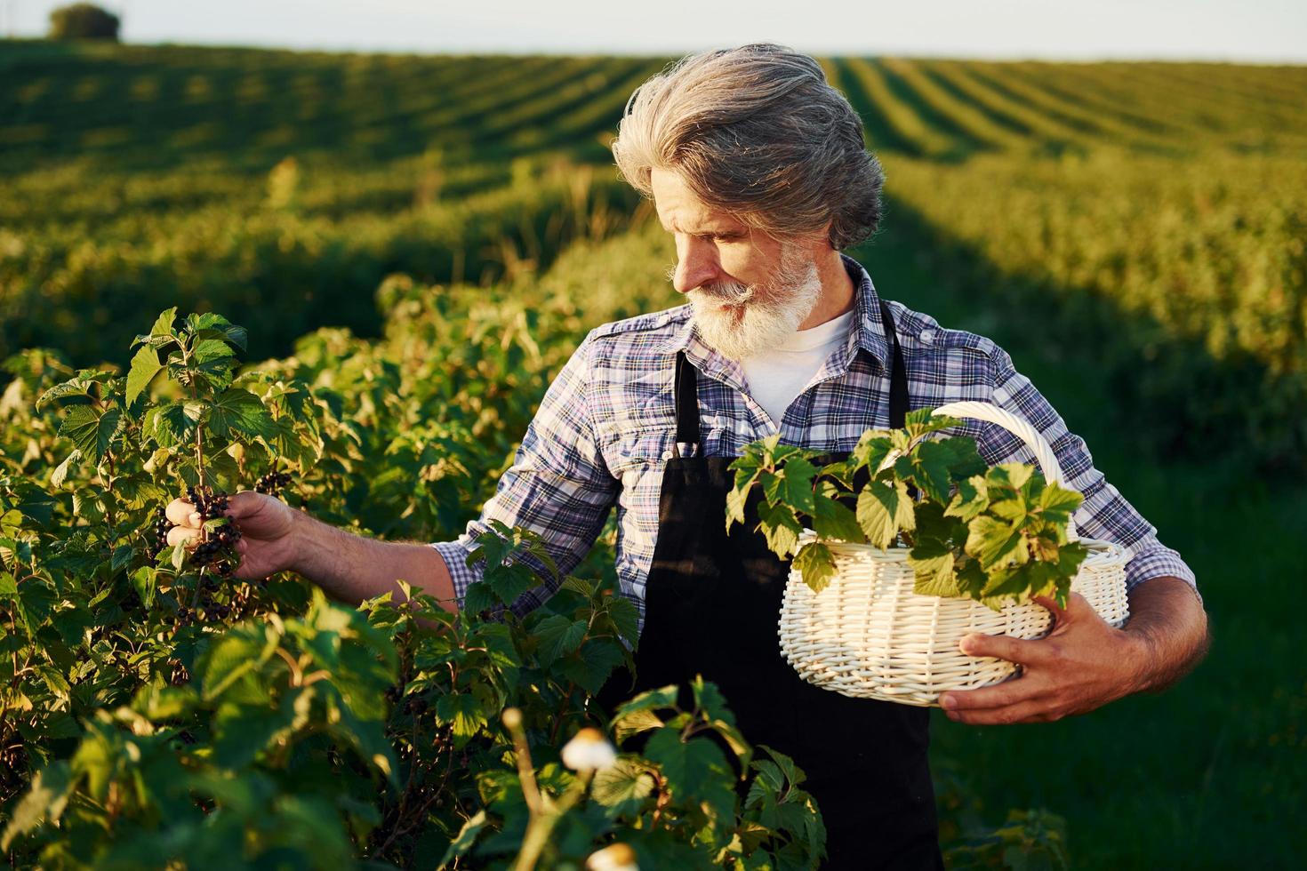 With basket in hands. Senior stylish man with grey hair and beard on the agricultural field with harvest photo