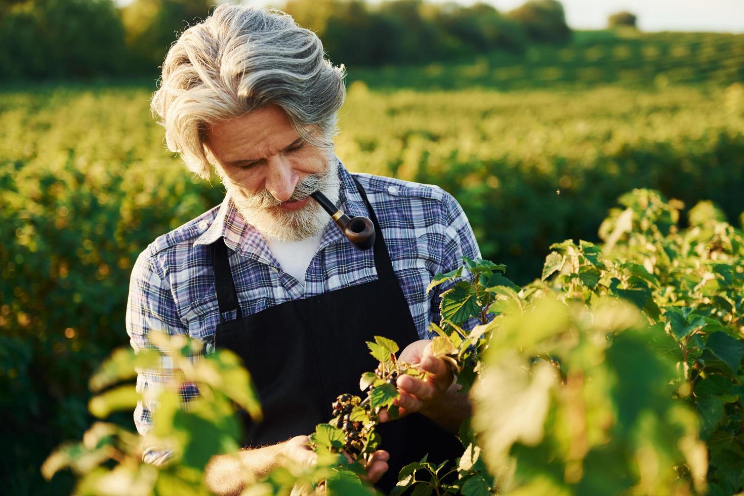 Smoking and looking at berries. Senior stylish man with grey hair and beard on the agricultural field with harvest photo