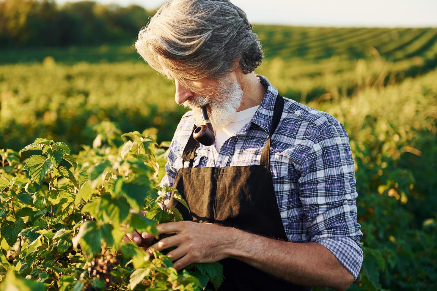 Smoking and looking at berries. Senior stylish man with grey hair and beard on the agricultural field with harvest photo