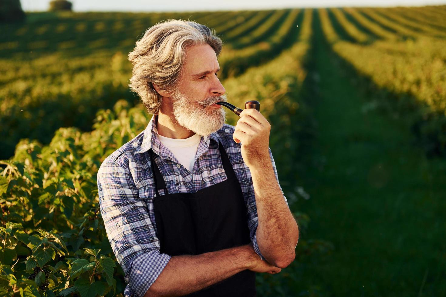 Standing and smoking. Senior stylish man with grey hair and beard on the agricultural field with harvest photo
