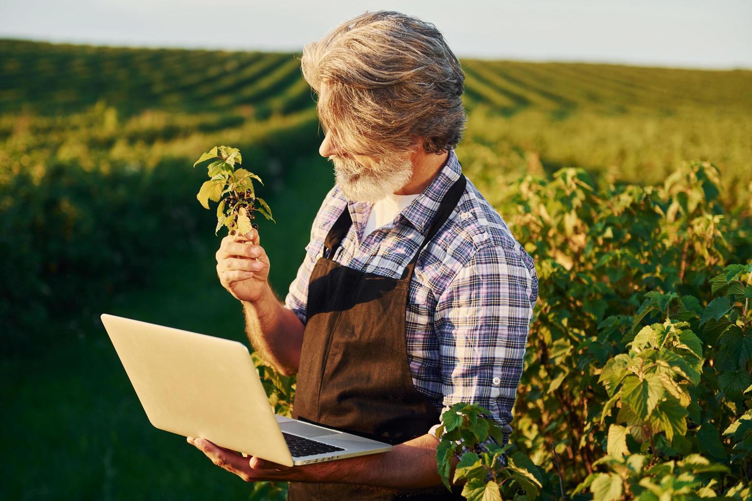 With laptop in hands. Senior stylish man with grey hair and beard on the agricultural field with harvest photo