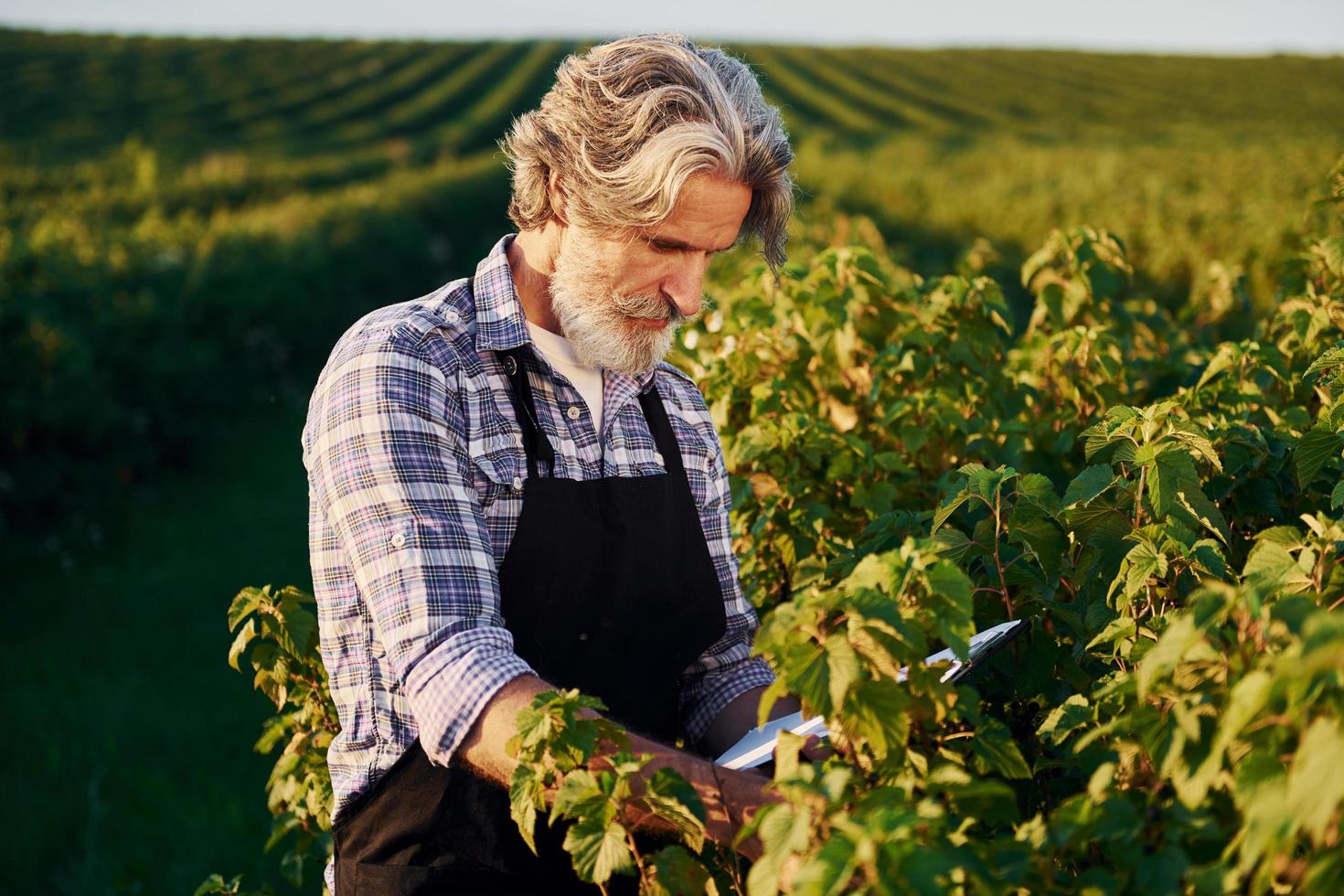 Holding notepad. Senior stylish man with grey hair and beard on the agricultural field with harvest photo