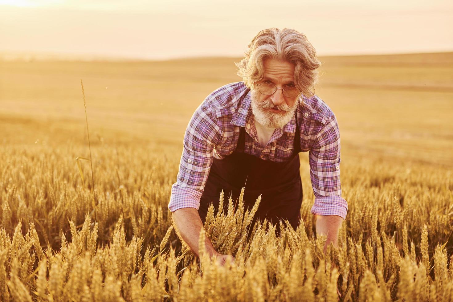 dando un paseo. hombre elegante senior con cabello gris y barba en el campo agrícola con cosecha foto